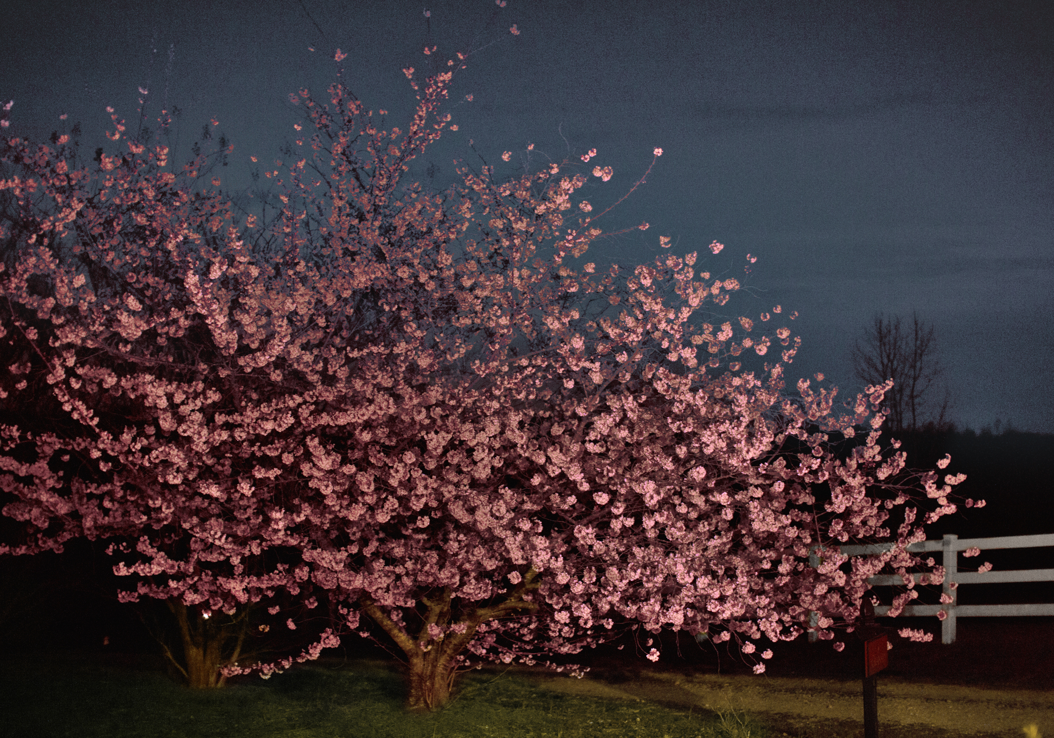 emily nathan tiny atlas south carolina 19 cherry blossom tree night